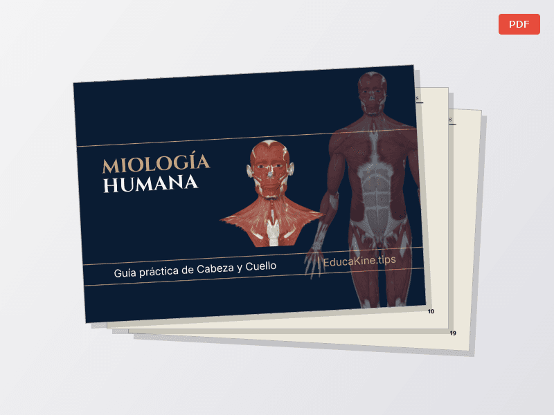 Cabeza: Miología + Osteología — Documentos