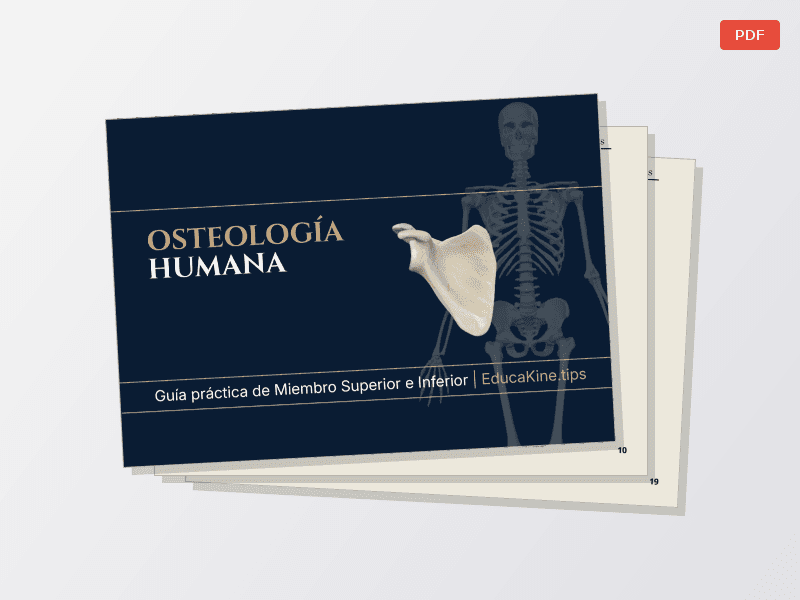 Osteología MMSS y MMII — Documentos